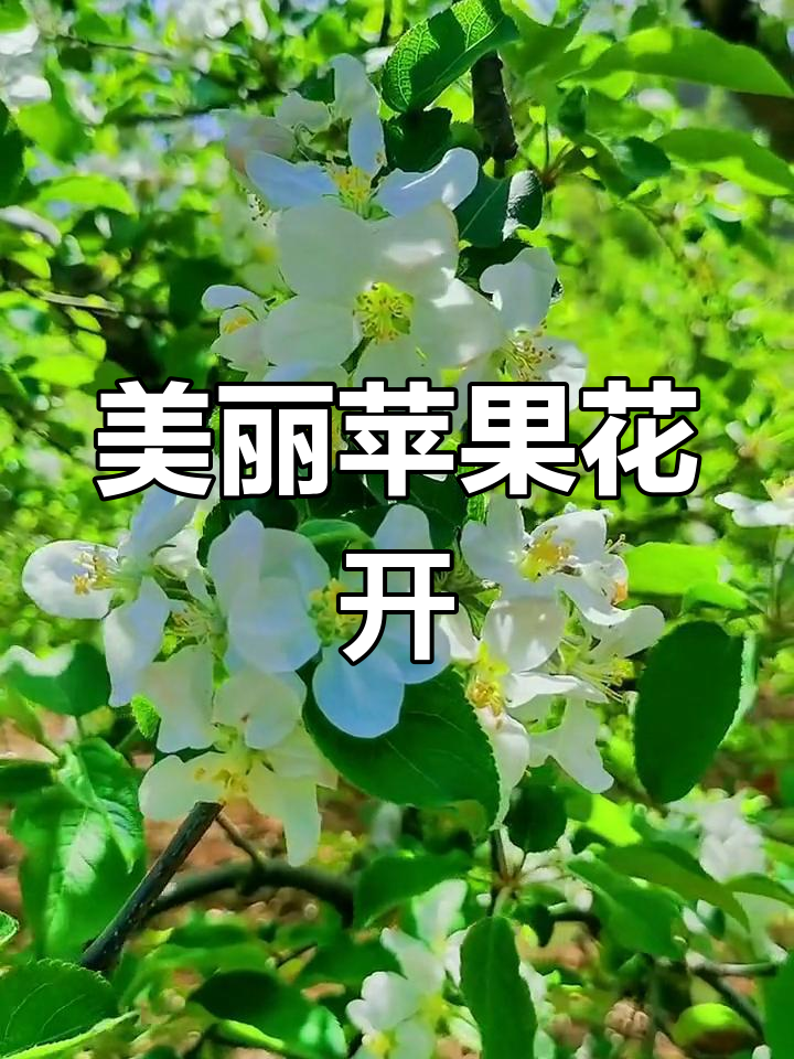 苹果花什么时候开(苹果花什么时候开花)
