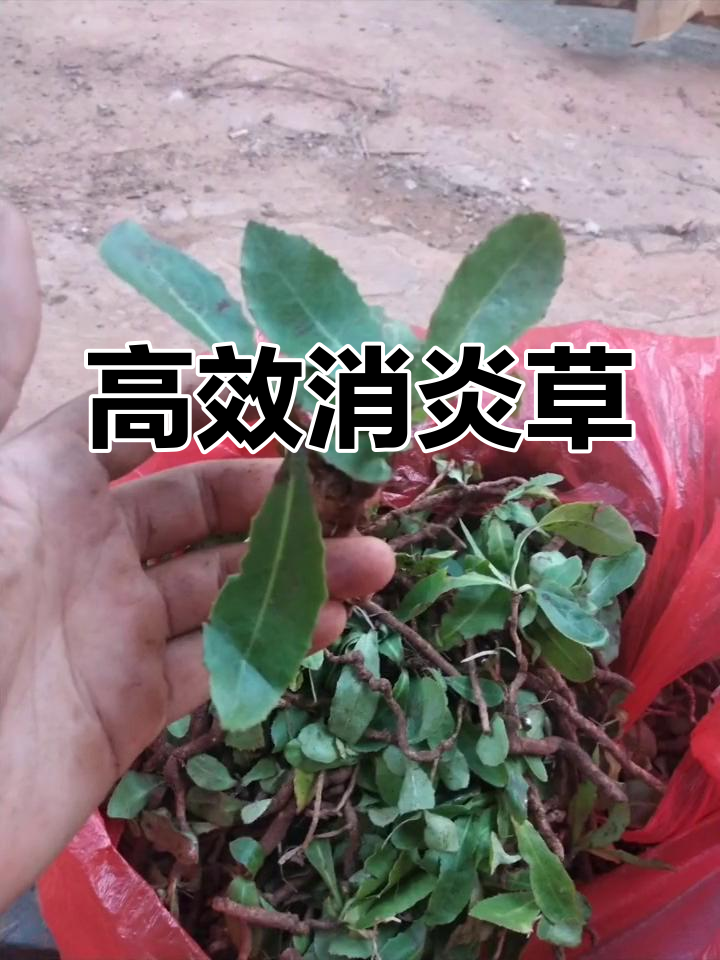 消炎效果极佳的草本植物,280元一公斤干货