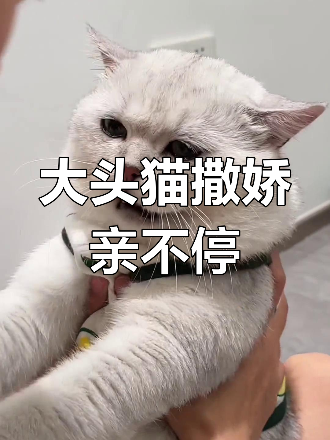 猫咪撒娇求亲亲,一脸嫌弃超可爱