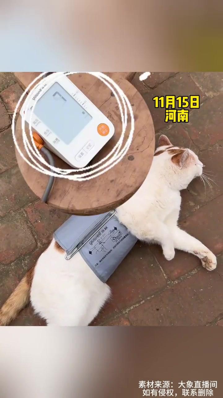 一只情绪稳定的小猫,主人给猫咪测量血压,猫:再不跑就要被压扁了