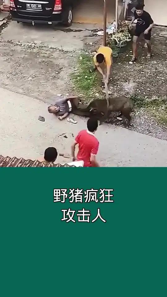 非洲野猪大战狮子图片