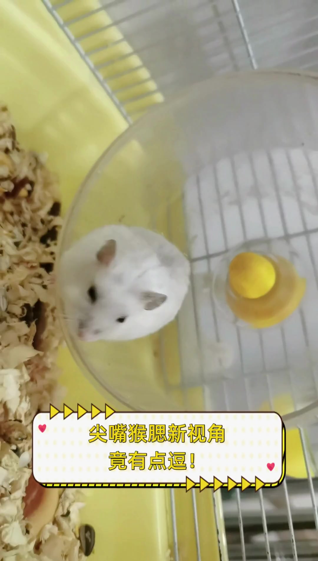 尖嘴猴腮新视角,竟有点逗!