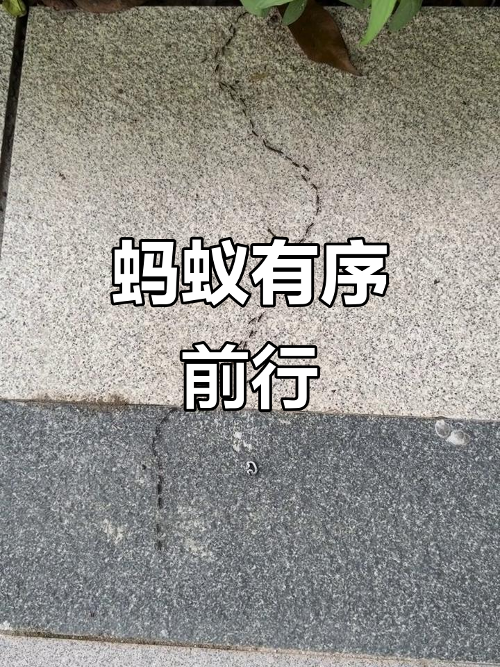 蚂蚁们排队出发,秩序井然!