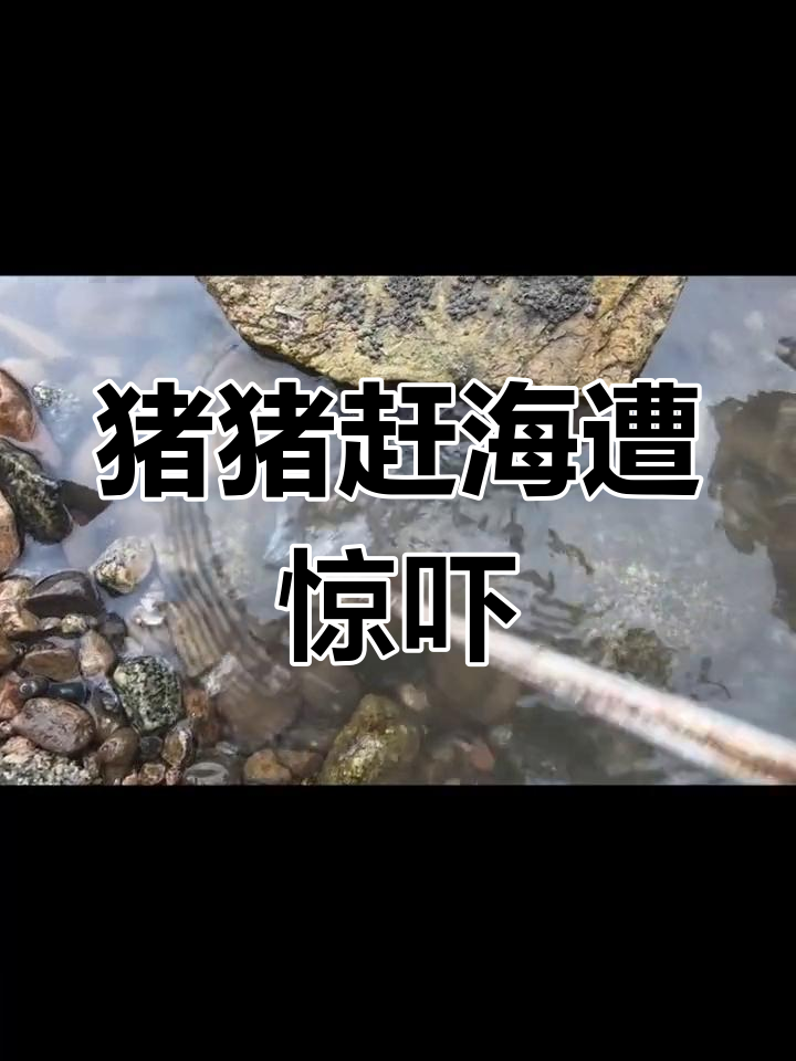 猪猪赶海遇硬茬,黄马肚子突然掉头吓坏它