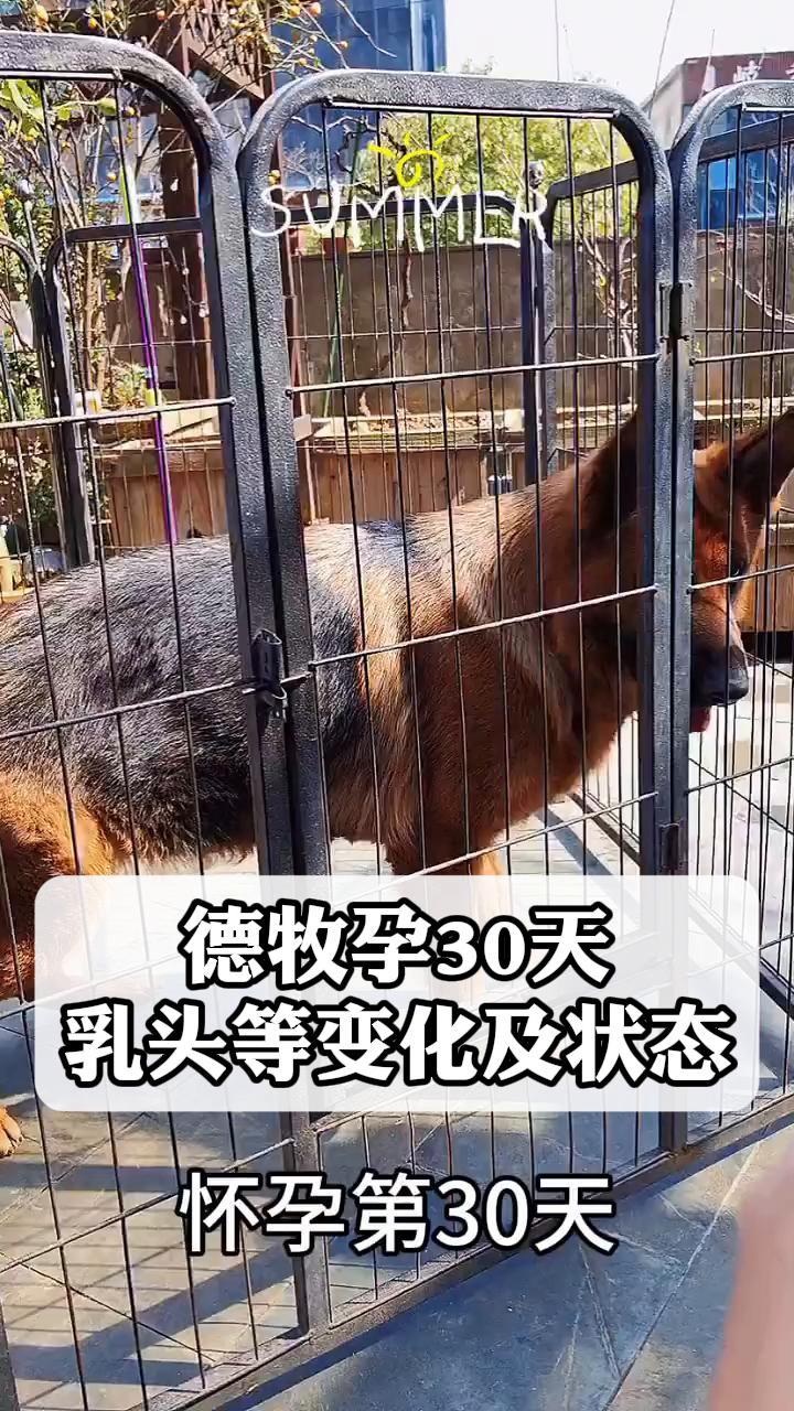 德牧孕30天乳头等变化及状态