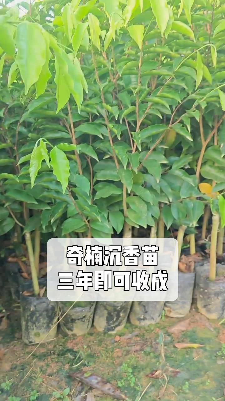 沉香奇楠树苗图片