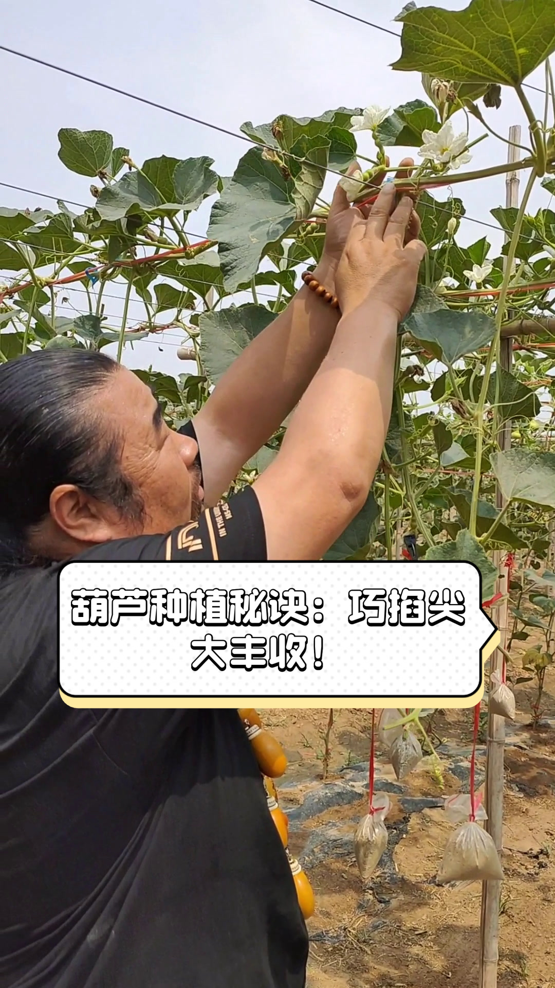 葫芦种植秘诀:巧掐尖,大丰收!