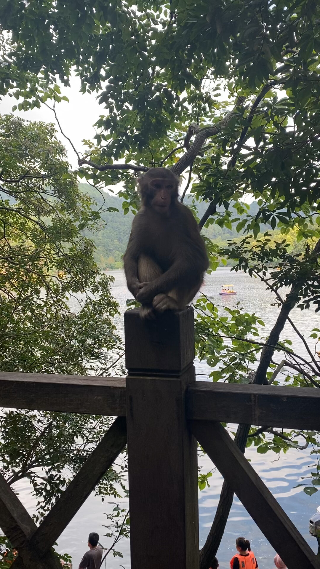 黔灵山公园的猴子其实挺乖的
