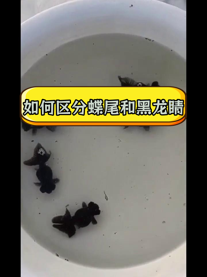 蝶尾与黑龙睛的区别解析