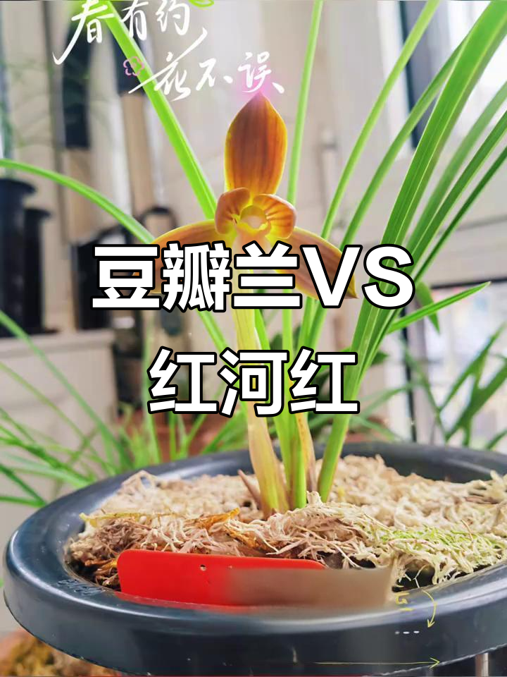 兰花之美:豆瓣兰与红河红的魅力对比