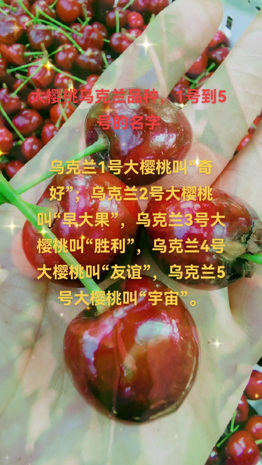 大樱桃乌克兰品种1到5号2品种就是比较常见的早大果樱桃新鲜采摘自家