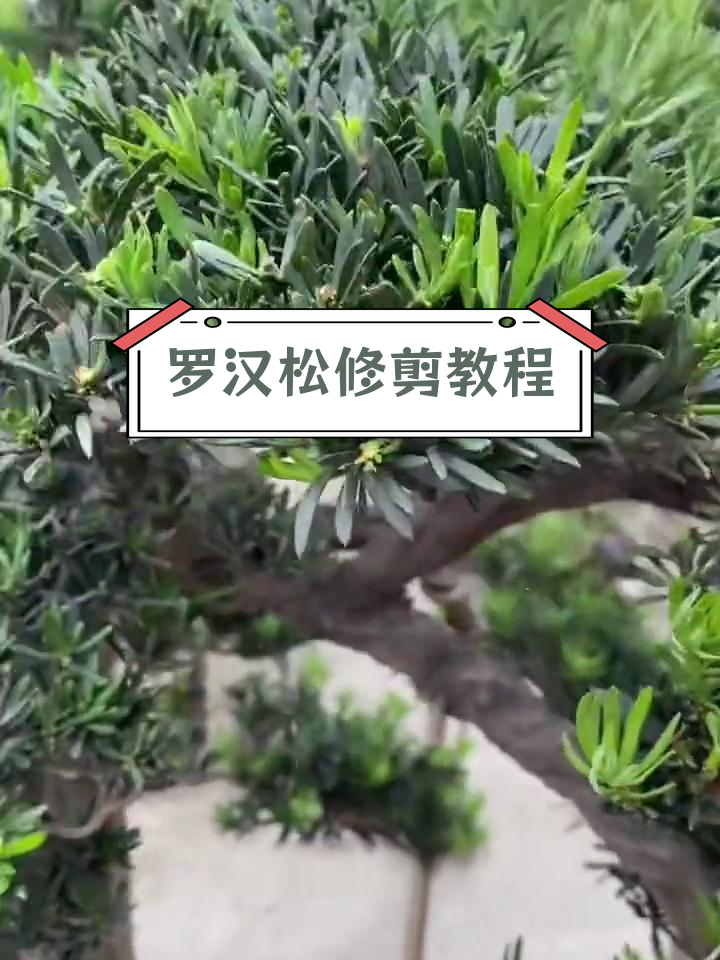 罗汉松造型练教程视频图片