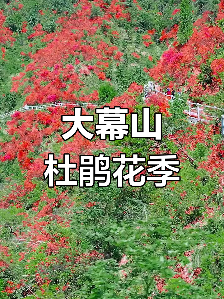 咸宁大幕山杜鹃花开,航拍美景即将呈现