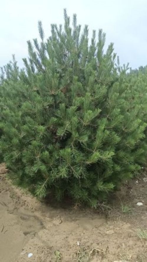 4米白皮松装车 大量供应