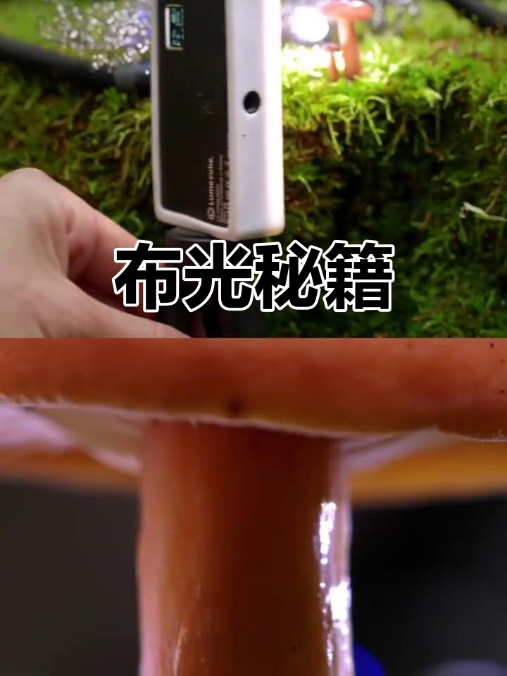 微距摄影作品拍摄教程，技巧大全
