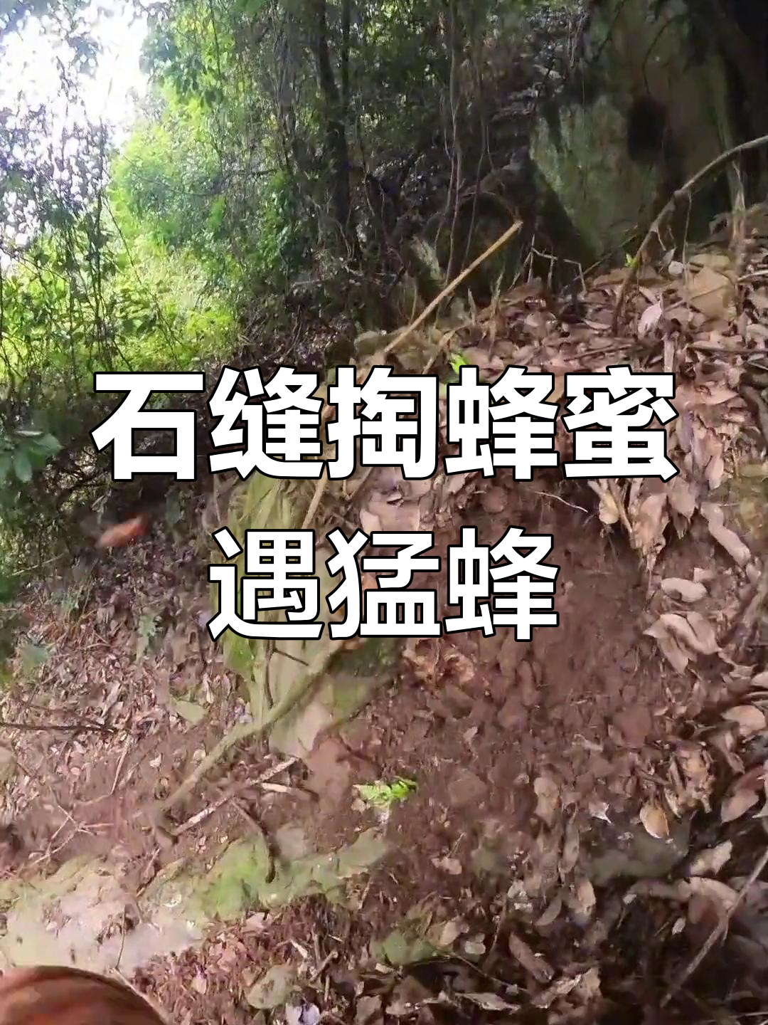 探险进入石缝掏蜂窝,惊现金环虎头蜂!