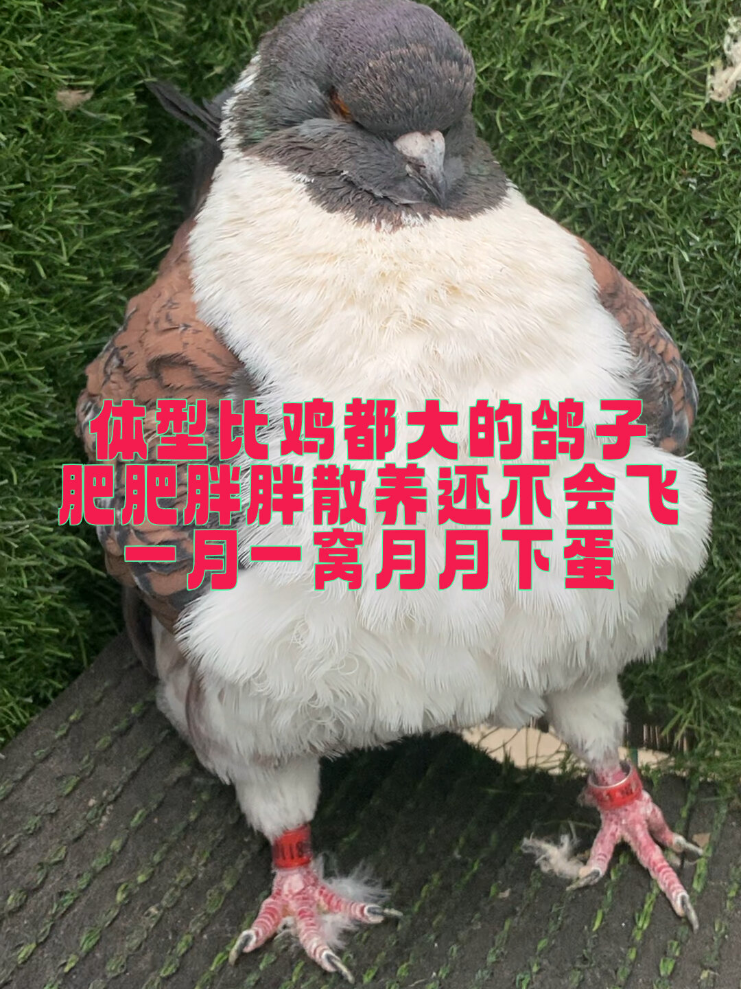 大头大体的精品元宝鸽 太可爱了 肥肥胖胖的