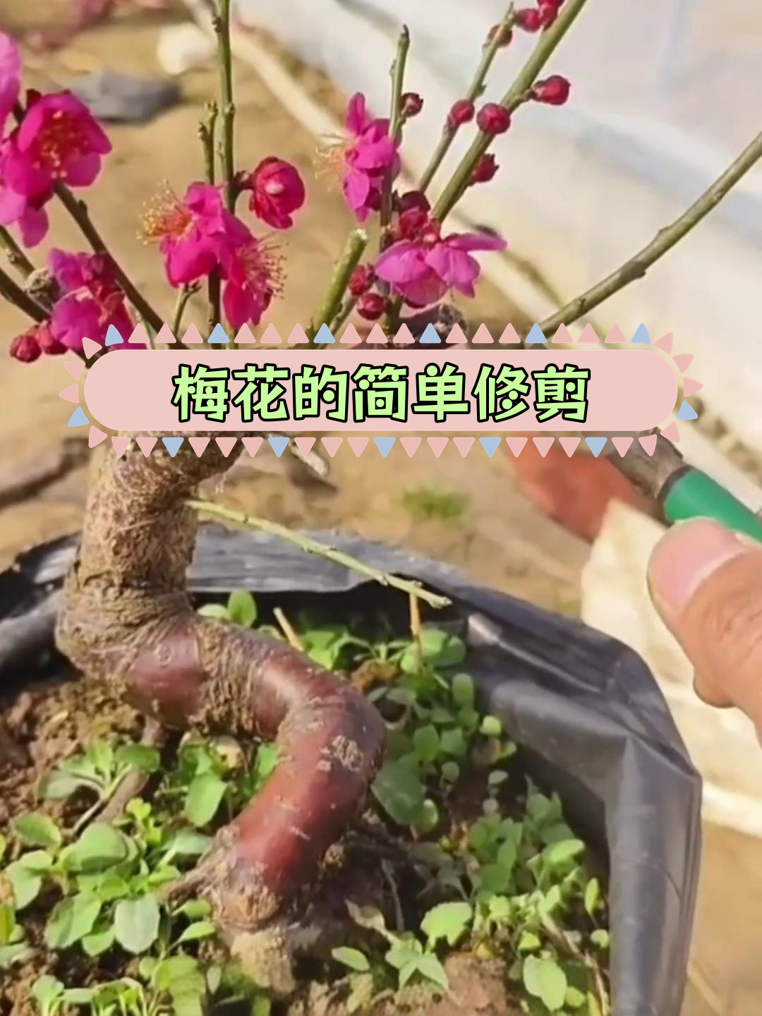 梅花修剪技巧:如何剪掉多余枝条