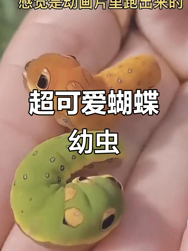 蝴蝶幼虫竟然这么萌,简直让人爱不释手