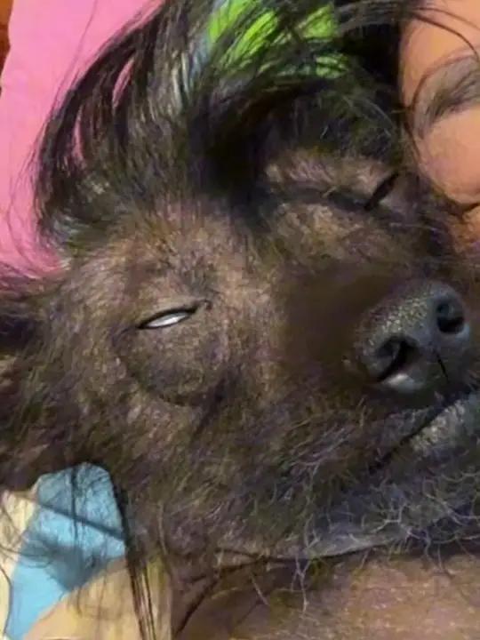 英俊:给你个眼神自己体会 狗狗养狗的乐趣萌宠出道计划 丑狗