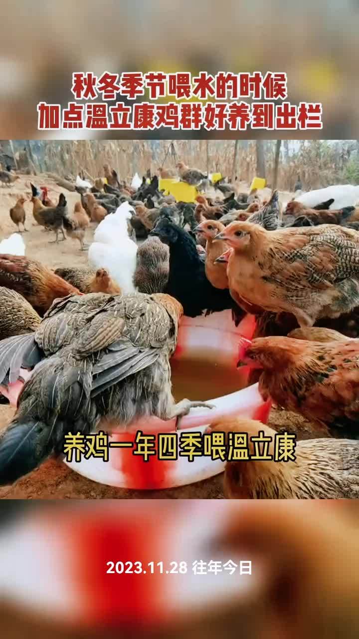 致富三农养鸡视频(农村致富网养殖业养鸡)
