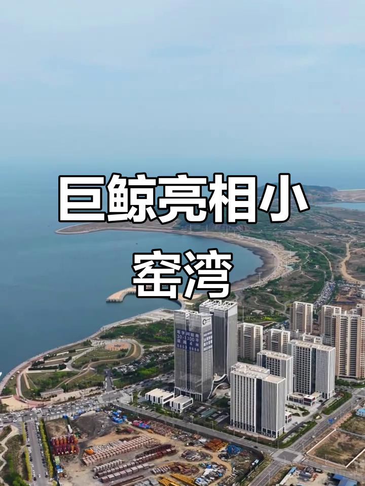 小窑湾惊现巨型鲸鱼,航拍画面震撼来袭