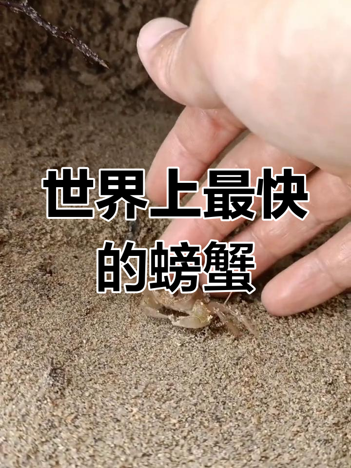 海滩上的沙蟹能吃吗图片