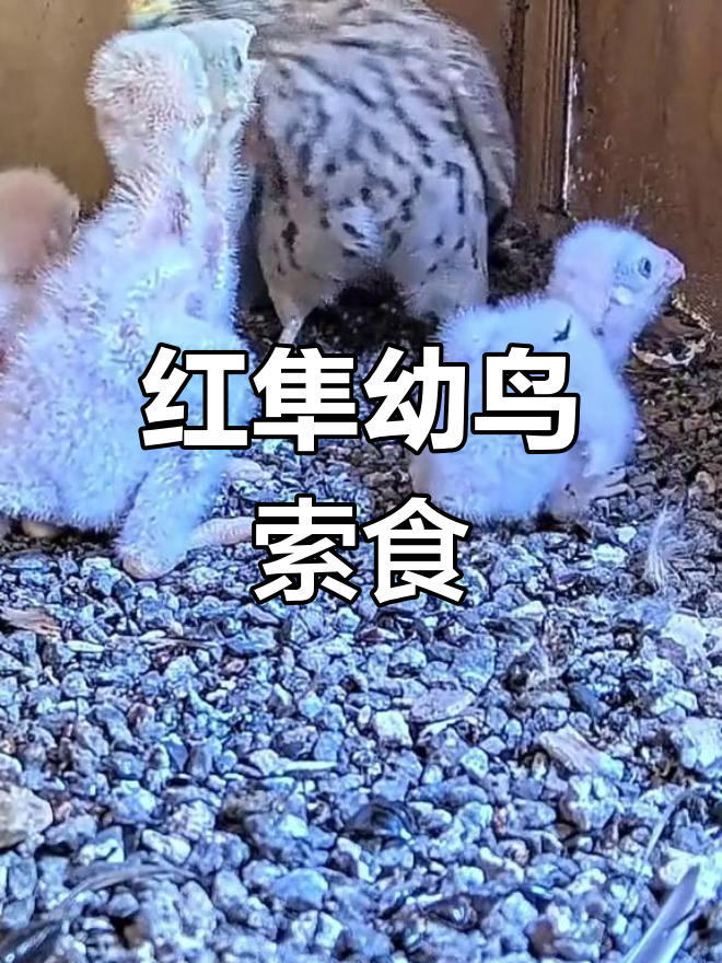 红隼幼鸟争抢食物,萌态十足