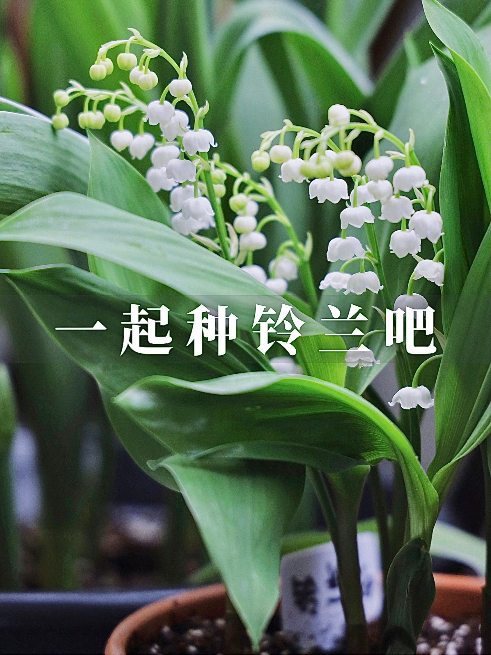 铃兰种植方法