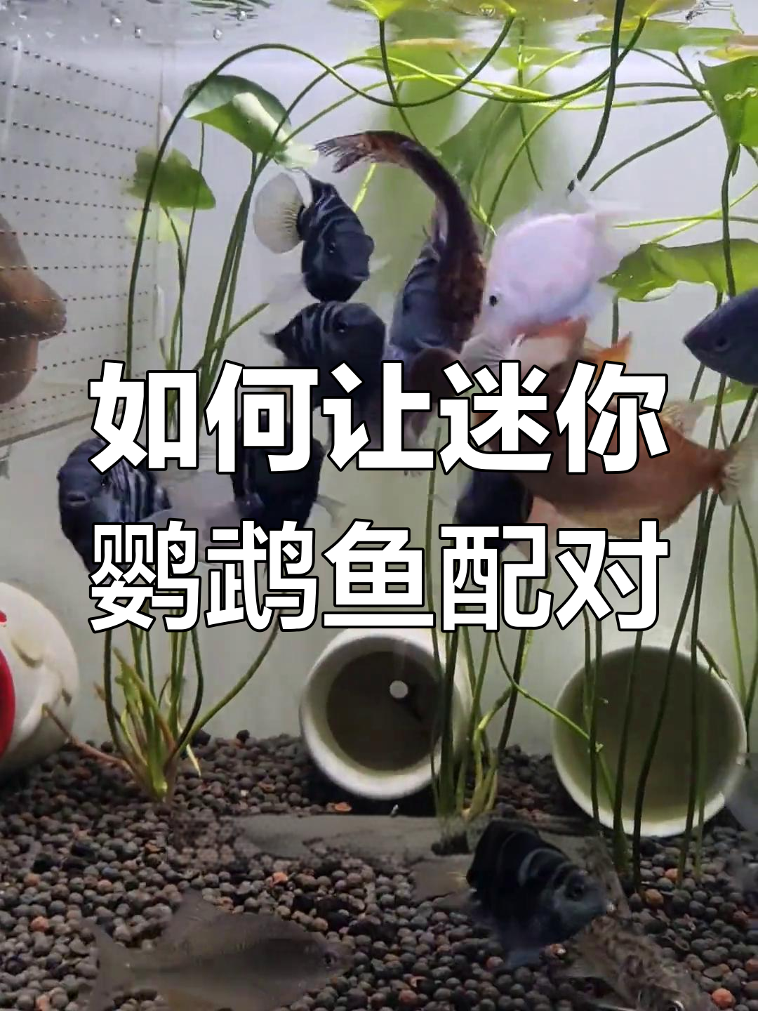 迷你鹦鹉鱼配对技巧:如何避免打架并成功繁殖