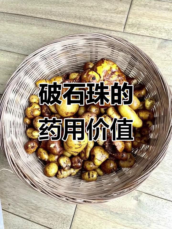 290克破石珠:青牛胆,地苦胆与金果榄的奇妙组合