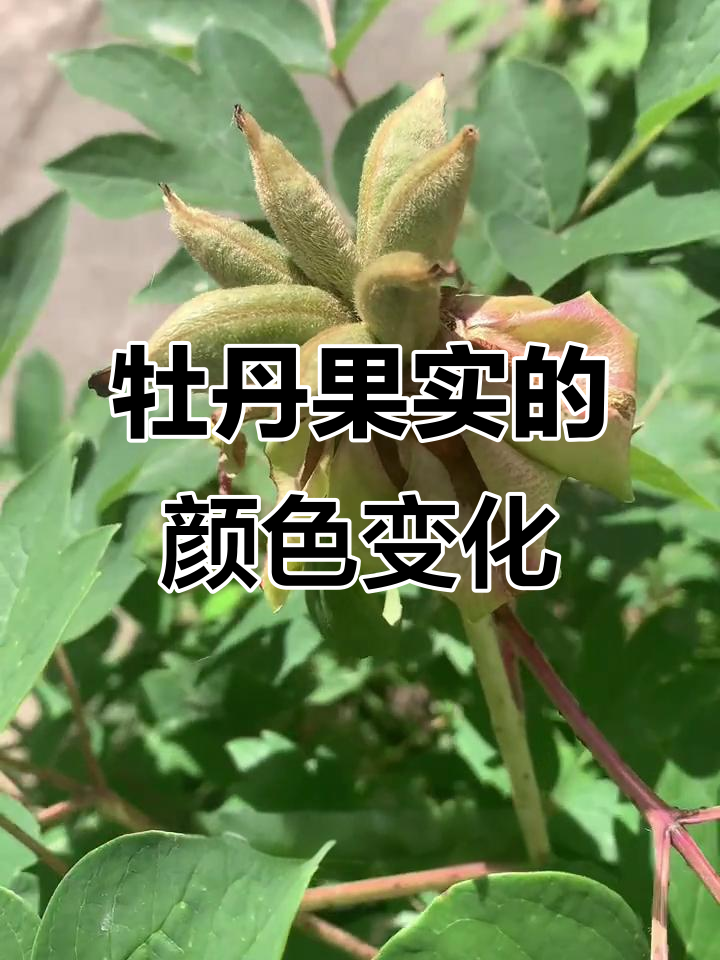 牡丹果实由绿变黄,种子从黑褐到黄绿色