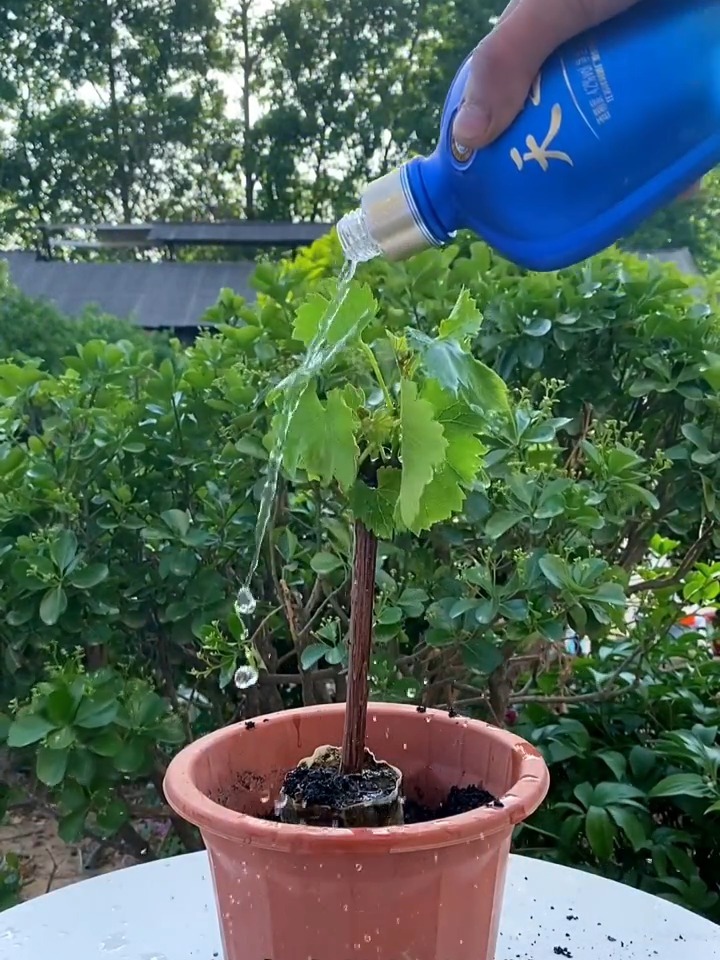 不搭架,不爬藤,能够盆栽的 蓝宝石葡萄