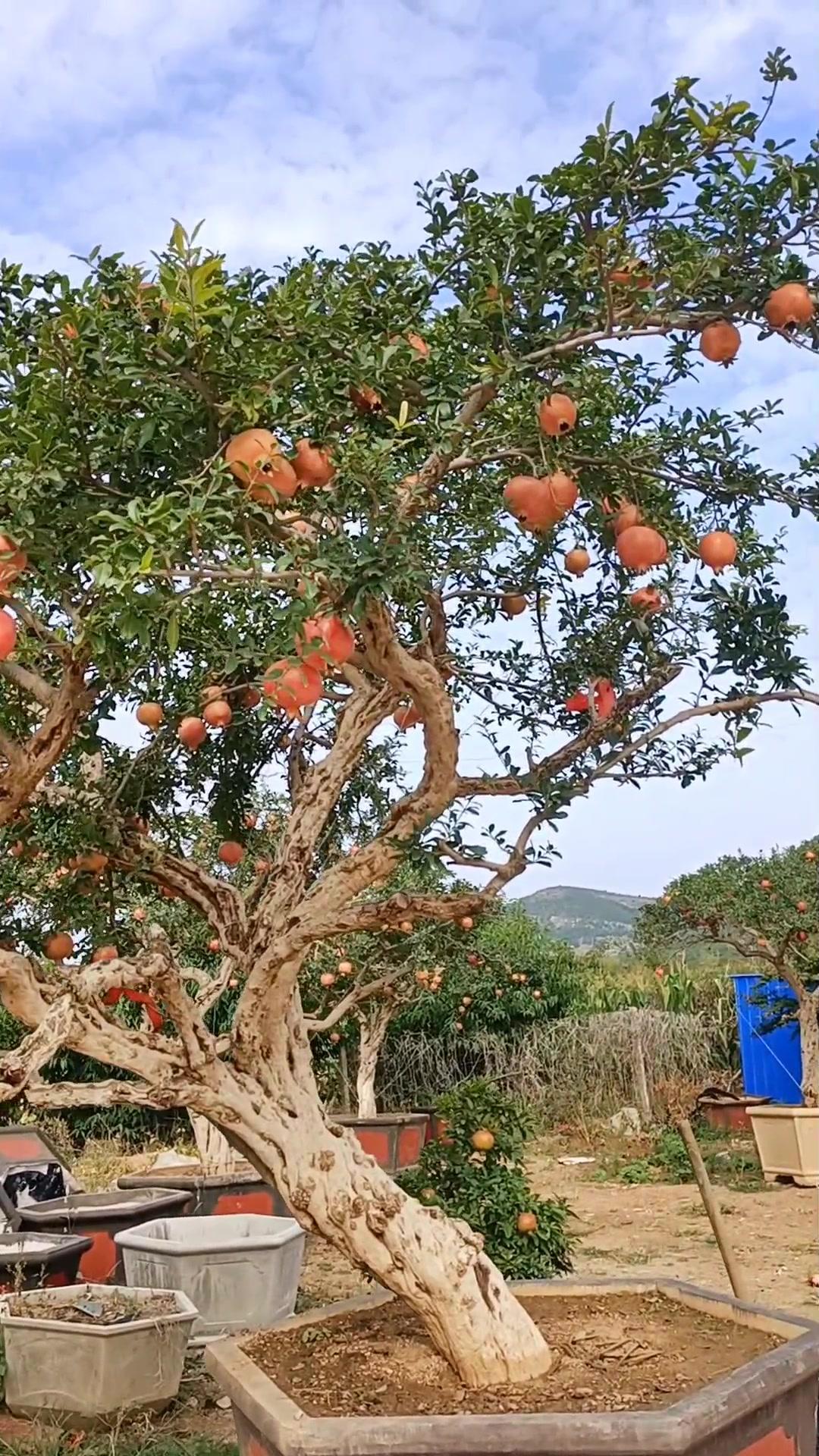 造型大红袍石榴景观树,满树的果子 石榴树 最美庭院 别墅庭院植物