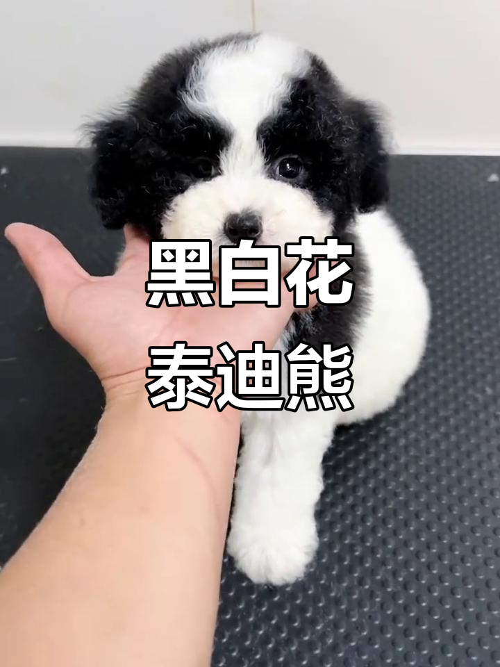 黑白花泰迪熊弟弟,萌态十足超可爱