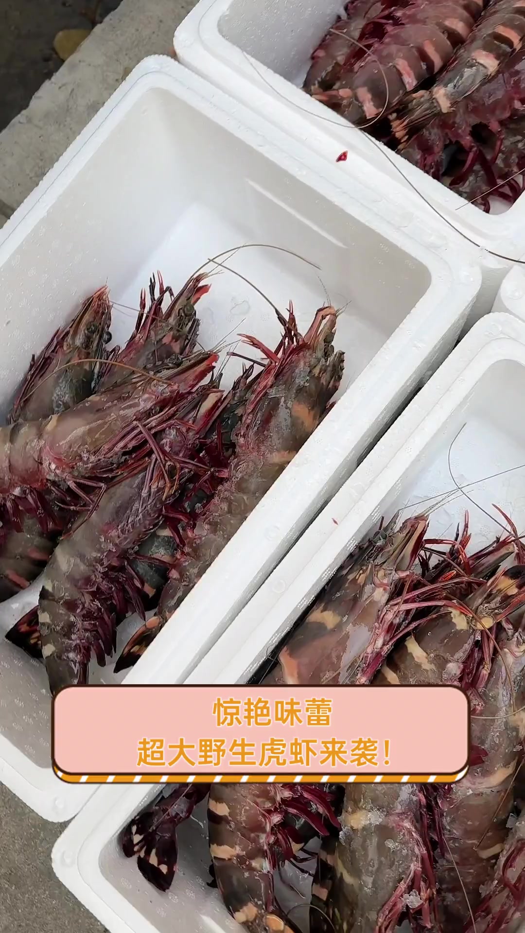 惊艳味蕾,超大野生虎虾来袭!
