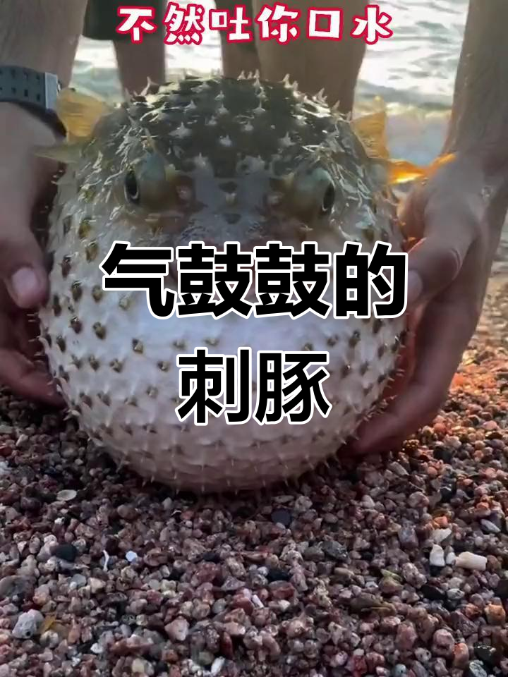 刺豚表情图片