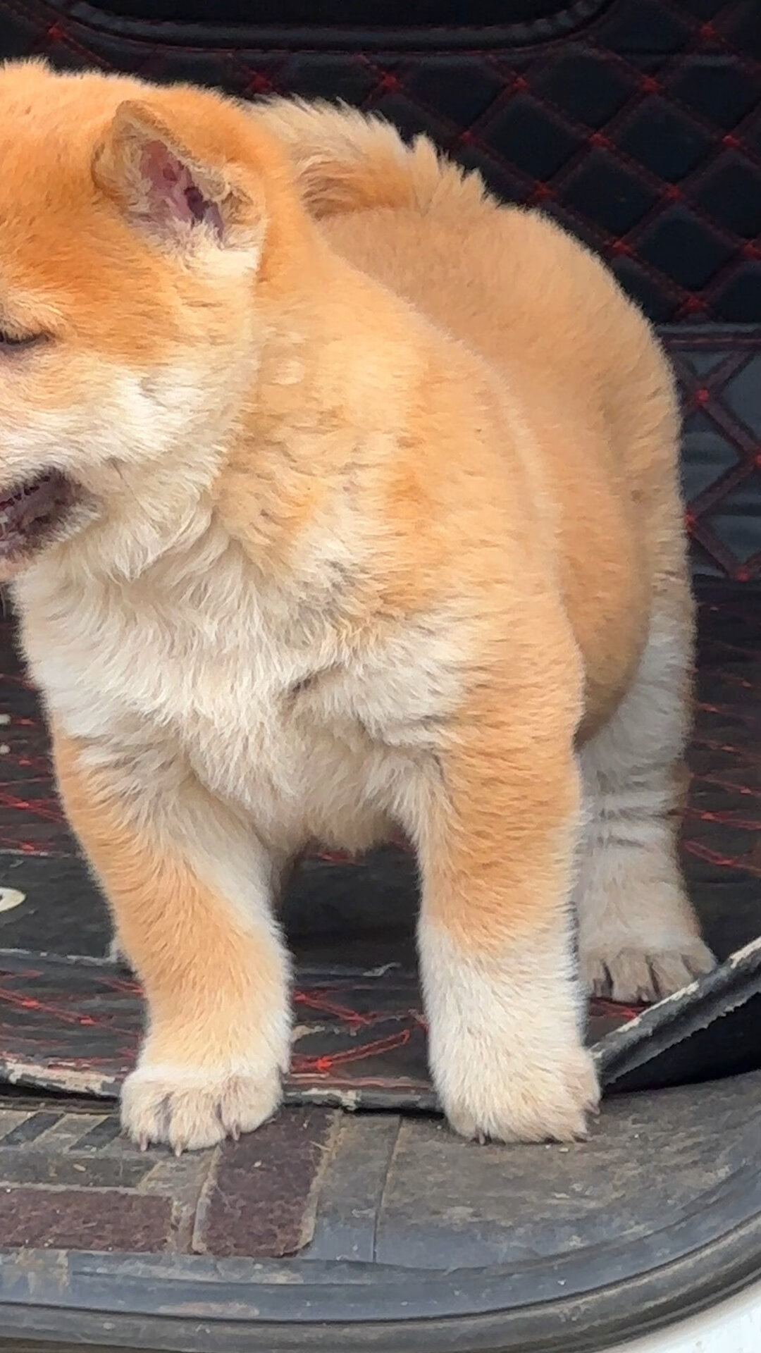 广西土猎中华田园犬