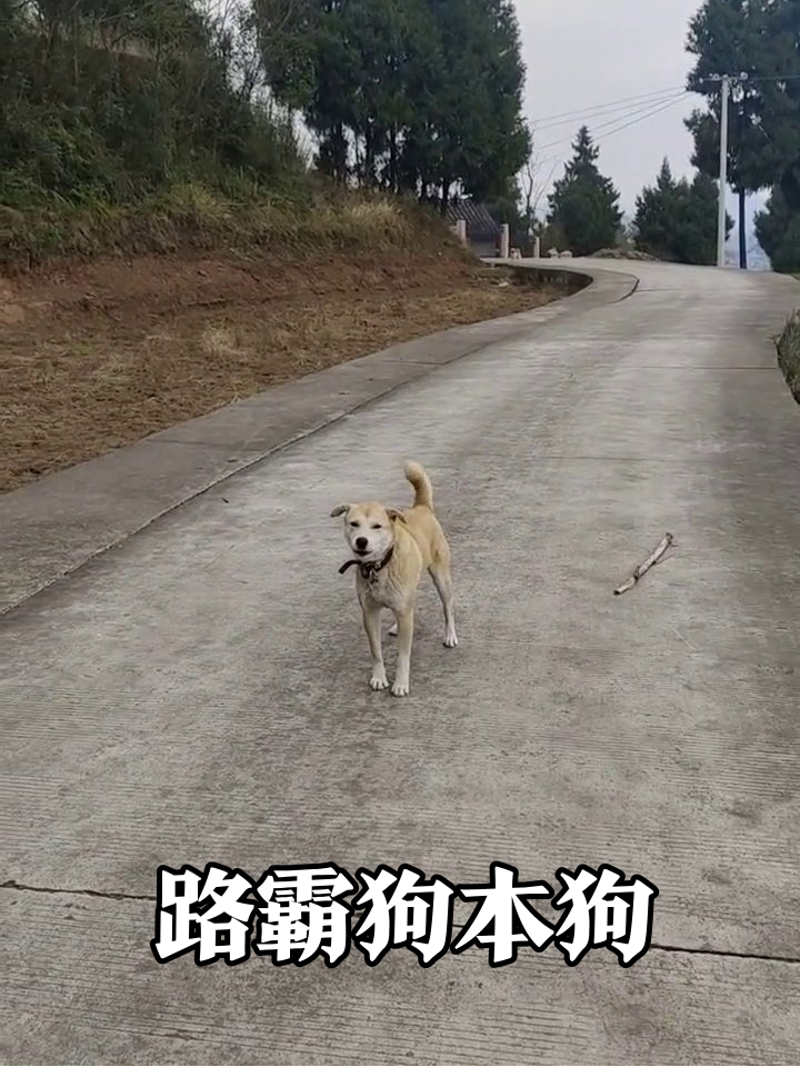黄狗占道当"路霸",路人靠近秒怂开溜,回头张望太搞笑