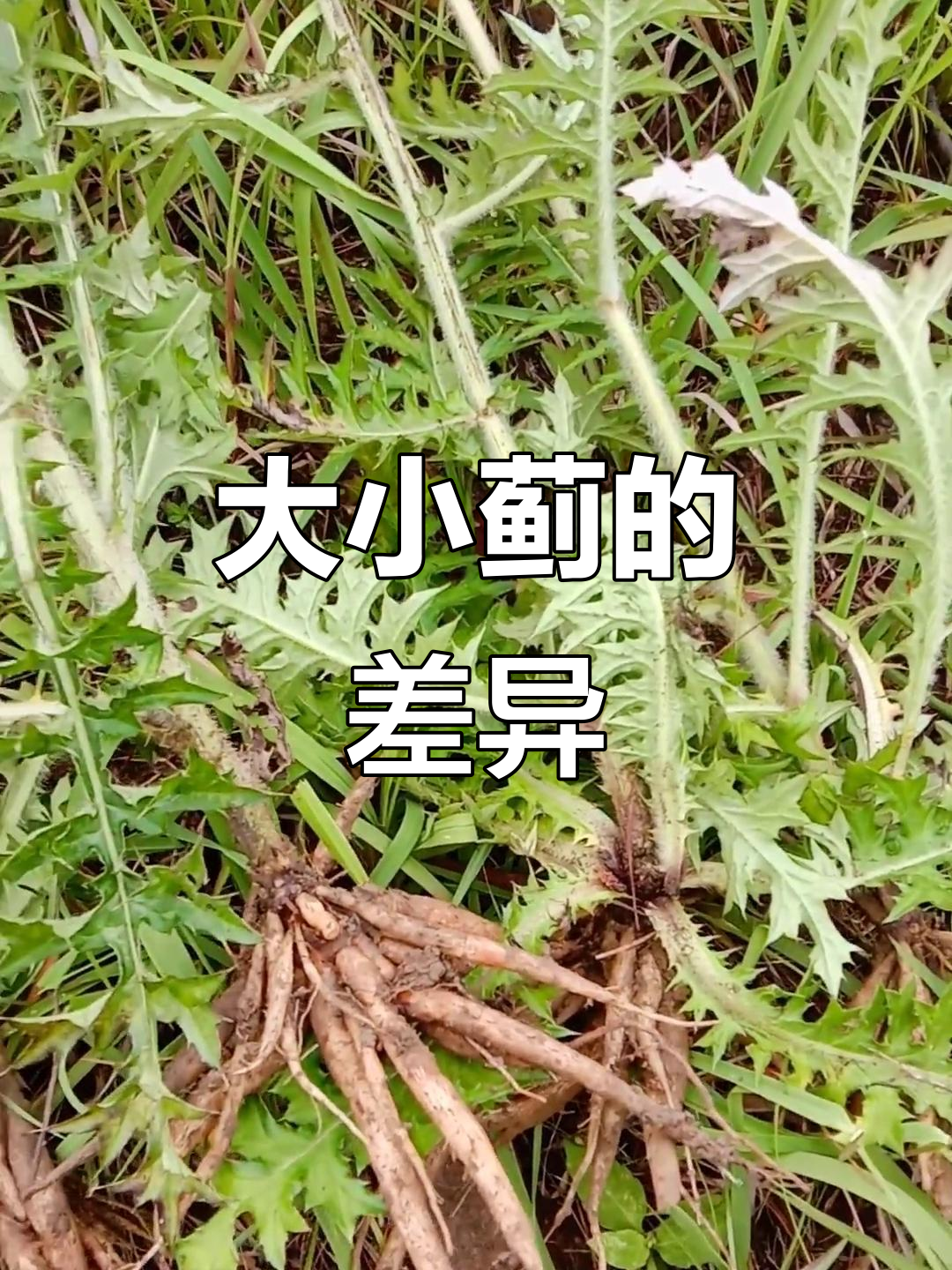 大蓟和小蓟的区别与作用,根茎细长有乳质