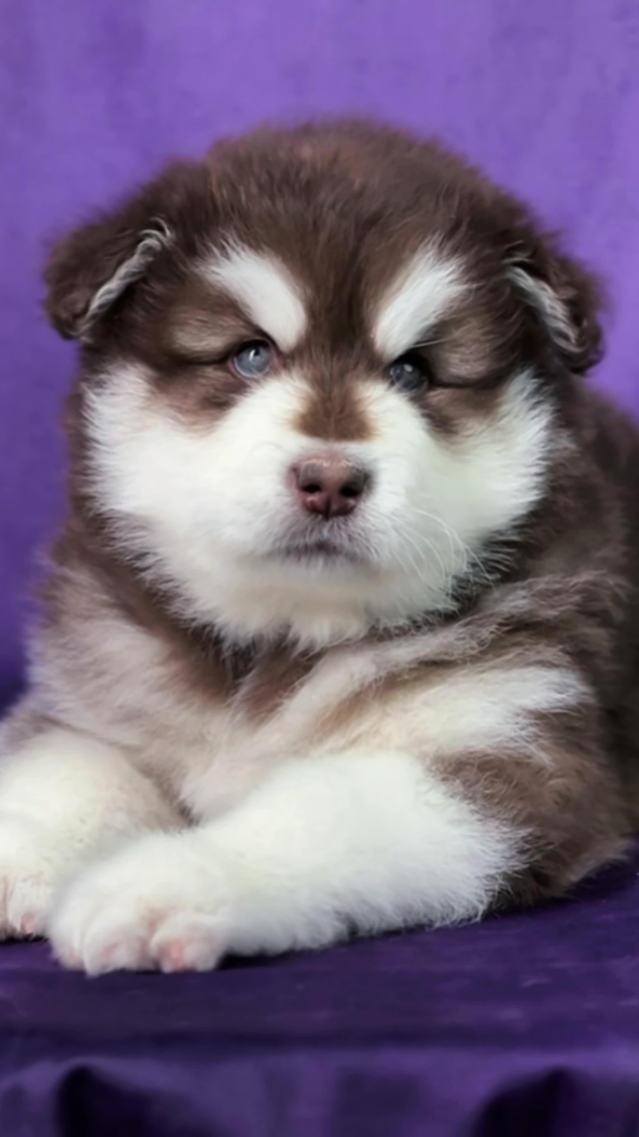 天宇基地红十妹妹小熊 阿拉斯加 阿拉斯加犬 阿拉斯猪 养狗就要养阿拉