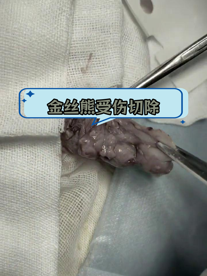 金丝熊蛋蛋被咬伤,肿胀严重需手术