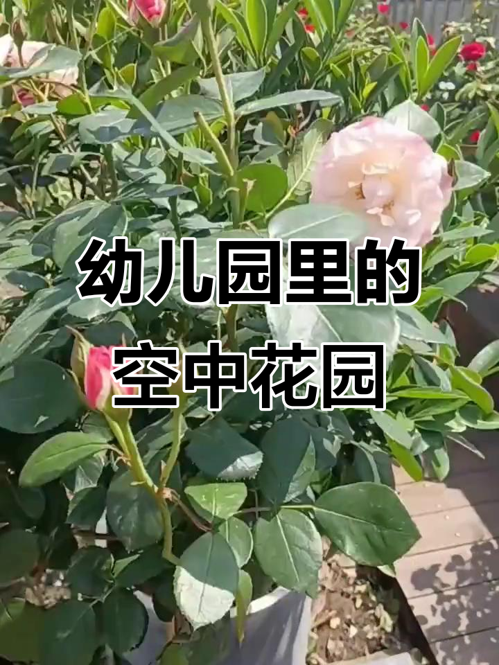 幼儿园的空中花园,孩子们的天堂!