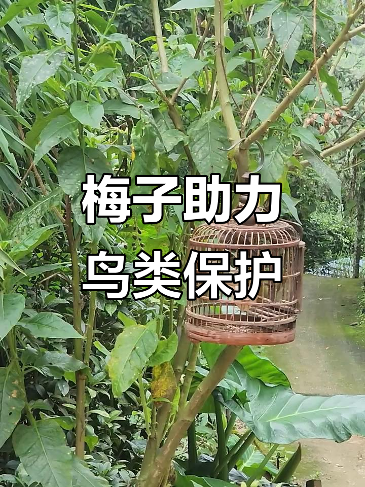 野生鸟类保护行动,梅子与动物守护者的故事