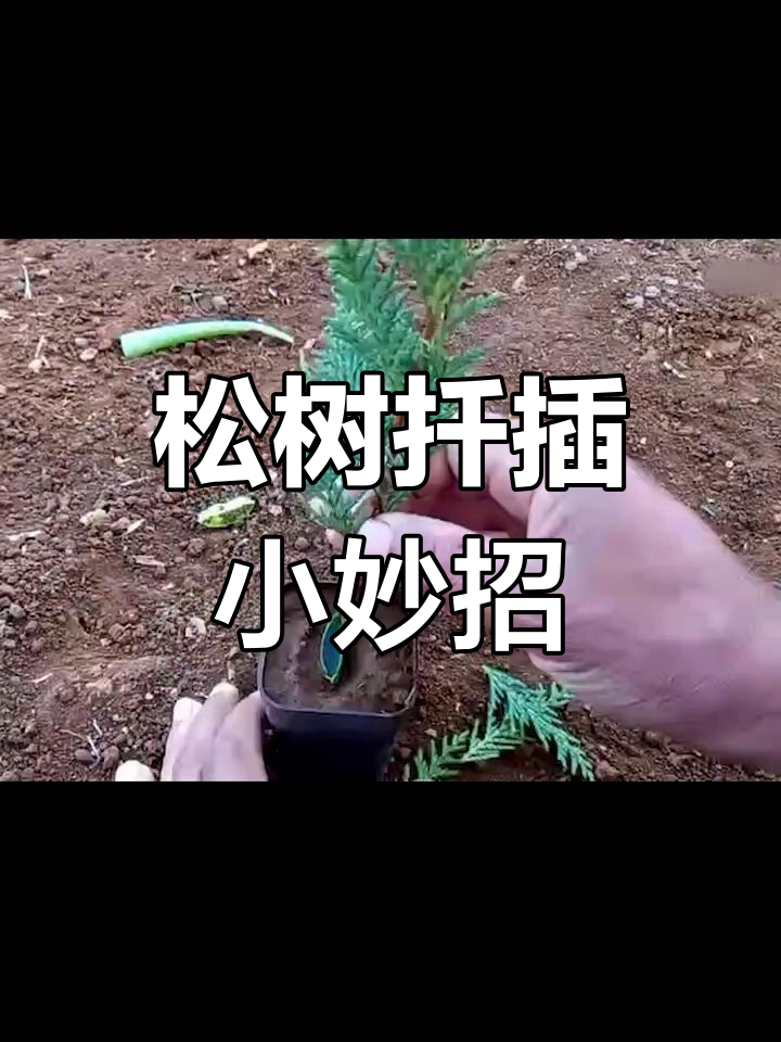 松树扦插技巧大公开,轻松打造盆景
