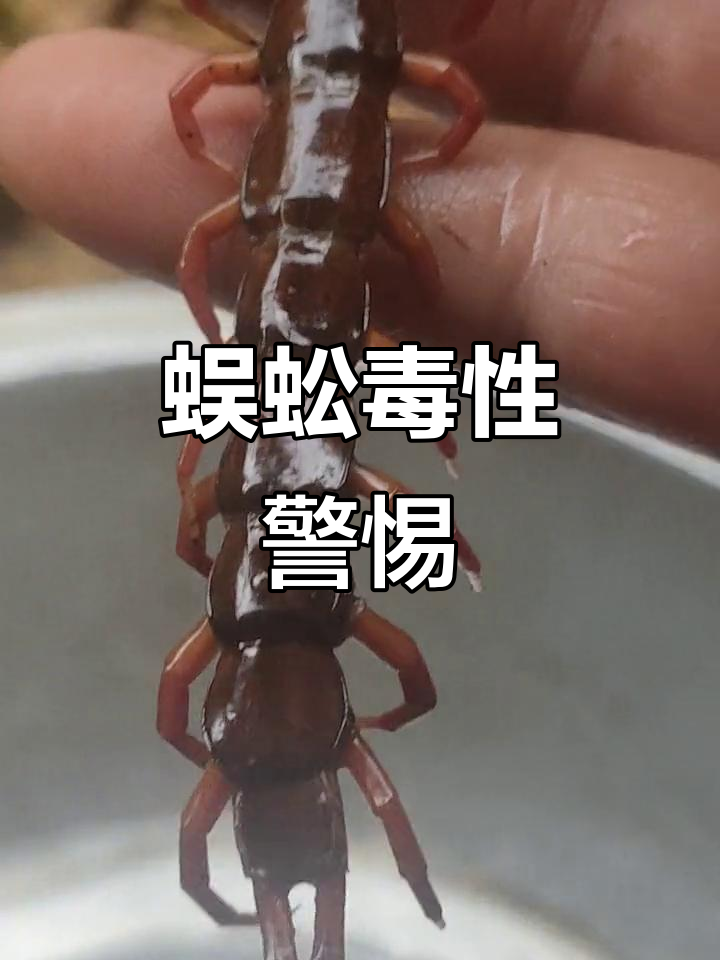 蜈蚣有毒,处理需谨慎,切勿随意触碰!