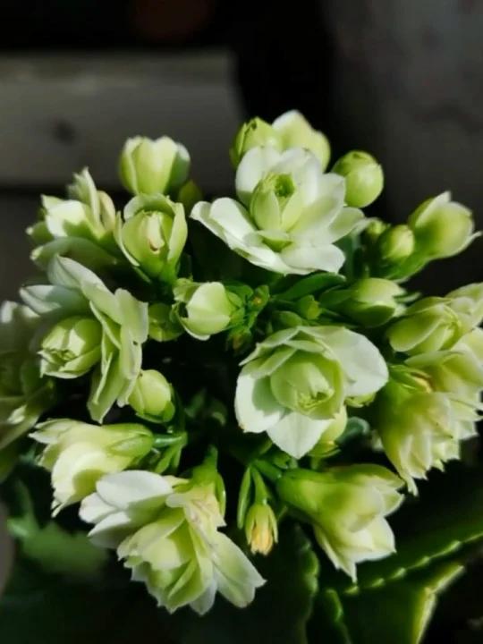 粉,绿巴黎,丹麦皇后公司百年经典之作,花-度小视