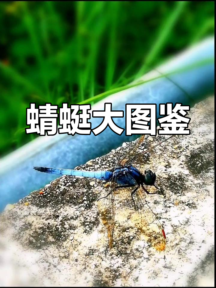 蜻蜓为什么是益虫
