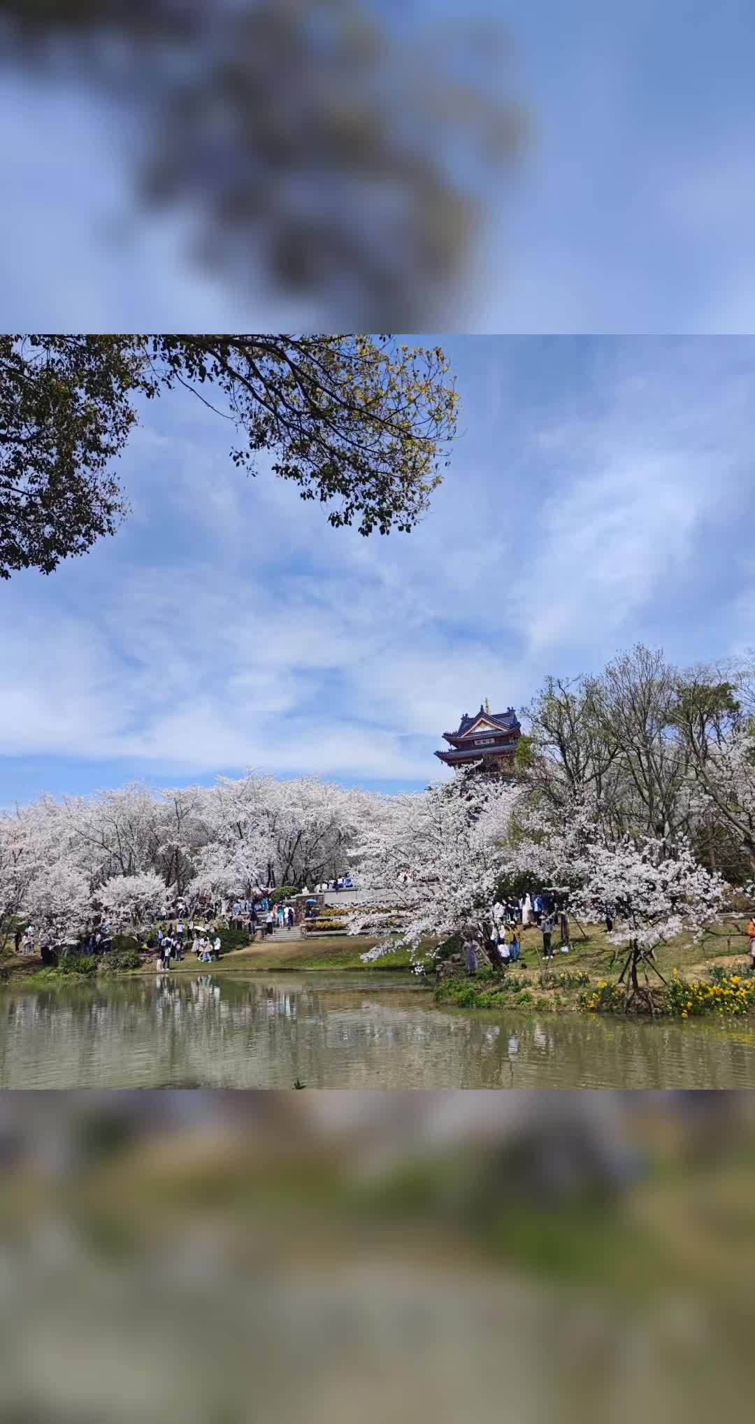 鼋头渚樱花林图片