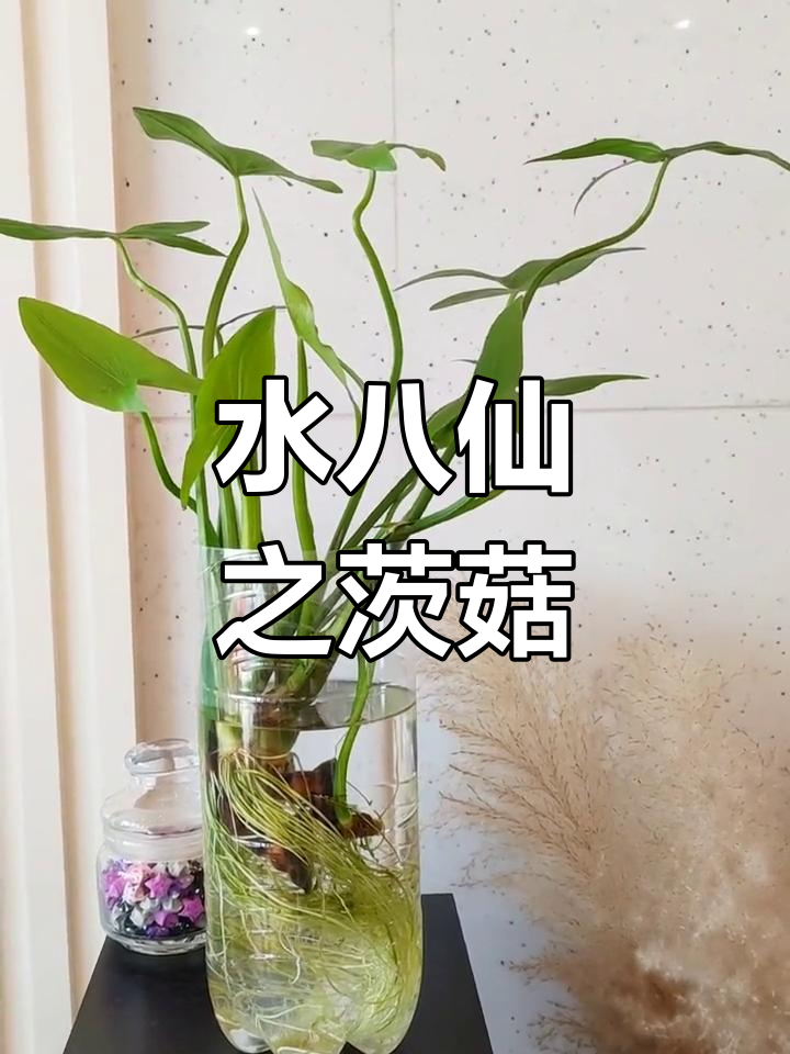 洪湖茨菇图片